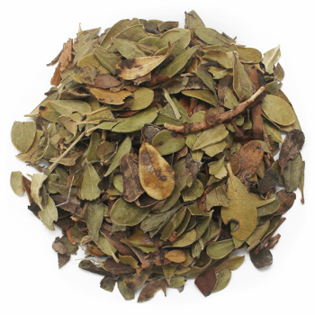 Listy medvedice lekárskej