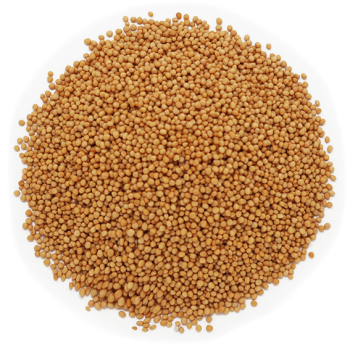 Žlté horčičné semená