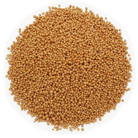 Žlté horčičné semená