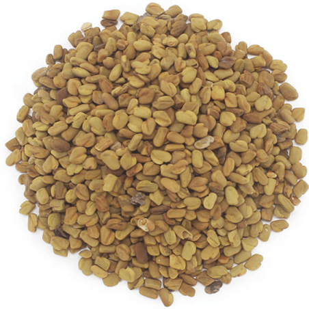 Semená senovky gréckej