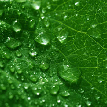 Aromatische Essenz „Chlorophyll“ | Gran Velada Aromatische Essenz „Chlorophyll“ | Gran Velada