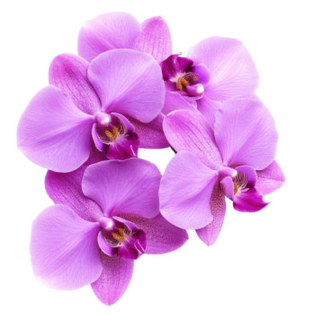 Essenz der Orchidee. Online-Verkauf. Toller Abend.