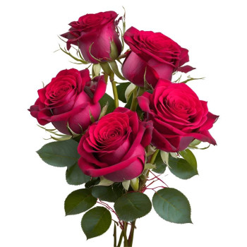 Duftöl Rose – Blumiger, frischer Duft für Kosmetik und Kerzen. Duftöl Rose – Blumiger, frischer Duft für Kosmetik und Kerzen.