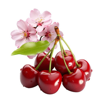 Aromatische Essenz der Kirsche. Online-Verkauf. Toller Abend