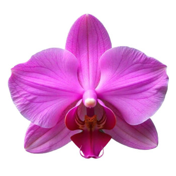 Essenz der Orchidee. Online-Verkauf. Toller Abend.