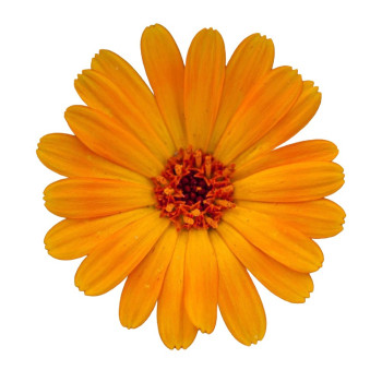 Essenz der Ringelblume. Online-Verkauf. Toller Abend.