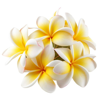 Essenz der Tiare oder polynesischer Blume. Online-Verkauf.