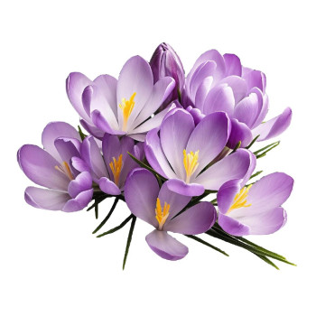 Aromatische Essenz von Freesien. Online-Verkauf. Toller Abend