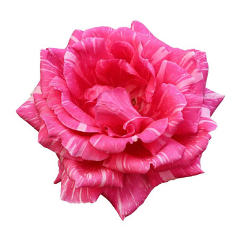 Aromatische Essenz der bulgarischen Rose. Online-Verkauf.
