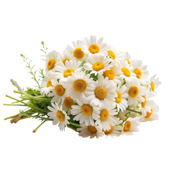 Kamille-Essenz. Online-Verkauf.