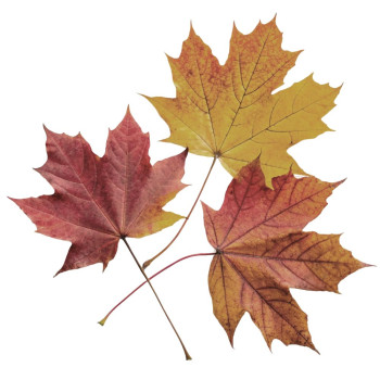 Aromatische Essenz Herbstblätter – Frisch und kräuterig. Gran Velada