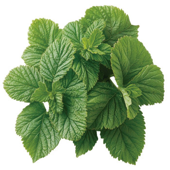 Aromatische Essenz von Pfefferminze