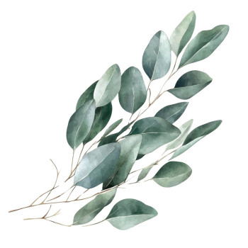 Duftöl Eukalyptus – Frischer, balsamischer Duft für Kosmetik und Kerzen. Duftöl Eukalyptus – Frischer, balsamischer Duft für Kosmetik und Kerzen.