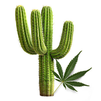 Premium-Essenz aus Cannabis und Kaktus. Online-Verkauf.