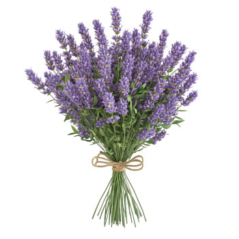 Basis für Lavendel-Massageöl – Naturöl für DIY-Kosmetik Basis für Lavendel-Massageöl – Naturöl für DIY-Kosmetik