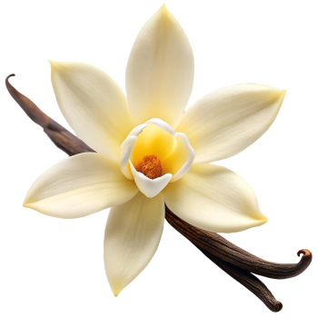 Basis für Vanille-Massageöl | Natürliche Massageöl-Grundlage Basis für Vanille-Massageöl | Natürliche Massageöl-Grundlage