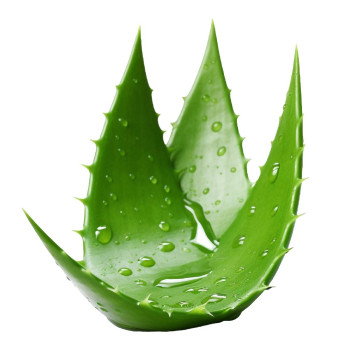 Aloe-Vera-Wasser – kosmetische Zutat für DIY-Kosmetik Aloe-Vera-Wasser – kosmetische Zutat für DIY-Kosmetik