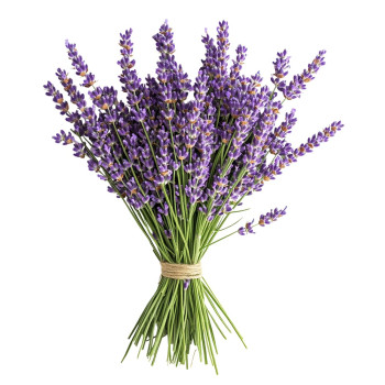 Lavendelöl – natürliches Kosmetiköl mit beruhigender Wirkung Lavendelöl – natürliches Kosmetiköl mit beruhigender Wirkung