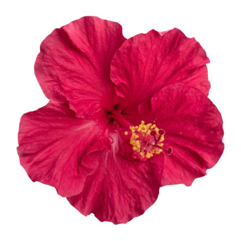Hibiskusöl - Strafft, spendet Feuchtigkeit und verschönert die Haut. Toller Abend