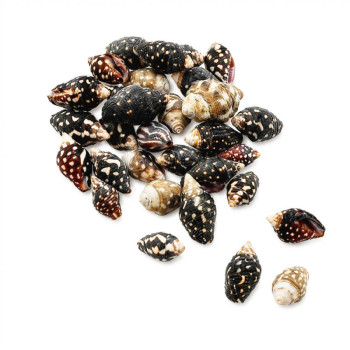 Caracolas de mar columbella. Venta online.