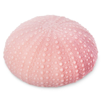Molde de silicone coral redondo para fazer sabonetes e artesanato.