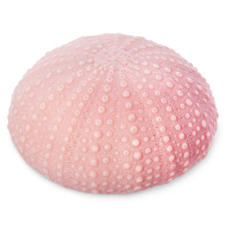 Molde de silicone coral redondo para fazer sabonetes e artesanato.