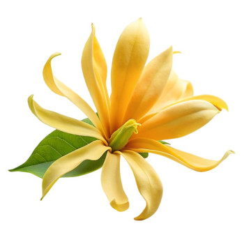 Essenz exotischer Blumen – Raffinierter und betörender Duft. Gran Velada