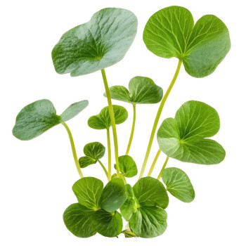 Centella asiatica Extrakt für die Haut. Online-Verkauf