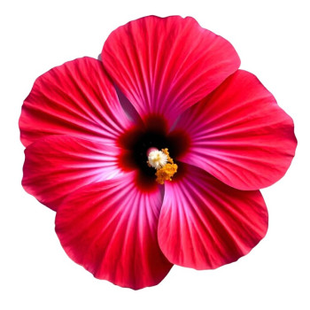 Kaufen Sie getrocknete Hibiskusblüten. Online-Verkauf