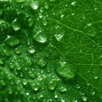 Aromatische Essenz „Chlorophyll“ | Gran Velada