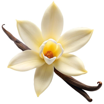 Aromatische Essenz Kokosnuss-Vanille | Exotischer Duft für Kosmetikherstellung