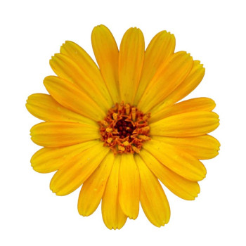 Calendula-Wasser - Beruhigende und regenerierende Pflege. Toller Abend